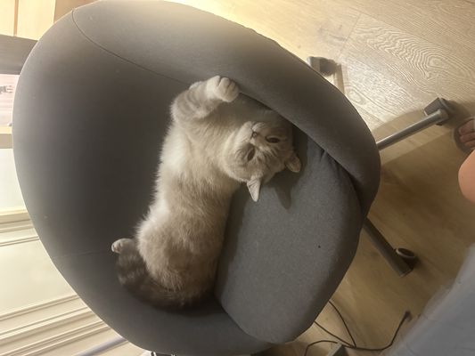 貓貓